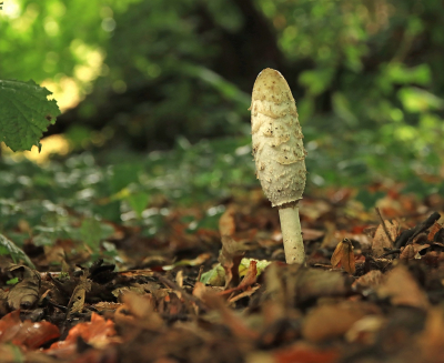 <i class='fa fa-user'></i>&nbsp;Tineke Strijbosch&nbsp;|  Geschubde Inktzwam&nbsp; <i class='fa fa-eye'>&nbsp;58</i> &nbsp;<i class='fa fa-thumbs-up'>&nbsp;1</i> &nbsp; <i class='fa fa-comment-o'>&nbsp;8</i>