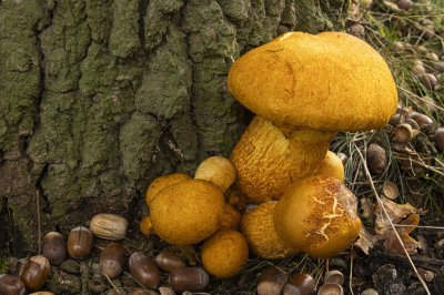 <i class='fa fa-user'></i>&nbsp;Jaap Blom&nbsp;|  Prachtvlamhoed&nbsp; <i class='fa fa-eye'>&nbsp;71</i> &nbsp;<i class='fa fa-thumbs-up'>&nbsp;2</i> &nbsp; <i class='fa fa-comment-o'>&nbsp;2</i>