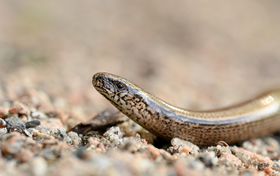 <i class='fa fa-user'></i> Eric Gibcus | Hazelworm  <i class='fa fa-eye'> 88</i>  <i class='fa fa-thumbs-up'> 3</i>   <i class='fa fa-comment-o'> 2</i>