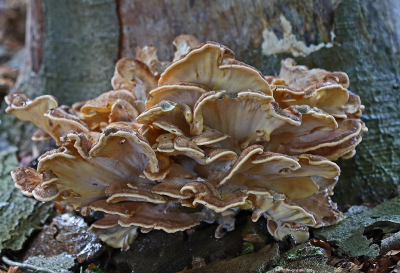 <i class='fa fa-user'></i>&nbsp;Cor&nbsp;|  Eikhaas&nbsp; <i class='fa fa-eye'>&nbsp;78</i> &nbsp;<i class='fa fa-thumbs-up'>&nbsp;2</i> &nbsp; <i class='fa fa-comment-o'>&nbsp;7</i>