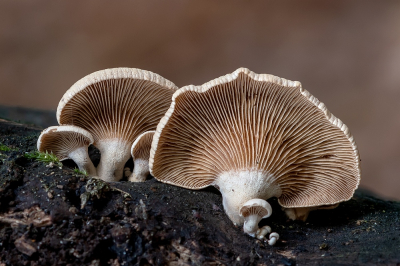 <i class='fa fa-user'></i>&nbsp;Johan van Gurp&nbsp;|  Scherpe Schelpzwam&nbsp; <i class='fa fa-eye'>&nbsp;62</i> &nbsp;<i class='fa fa-thumbs-up'>&nbsp;2</i> &nbsp; <i class='fa fa-comment-o'>&nbsp;6</i>