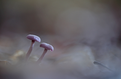 <i class='fa fa-user'></i>&nbsp;Pieter  LJ&nbsp;|  Amethistzwam&nbsp; <i class='fa fa-eye'>&nbsp;72</i> &nbsp;<i class='fa fa-thumbs-up'>&nbsp;4</i> &nbsp; <i class='fa fa-comment-o'>&nbsp;7</i>