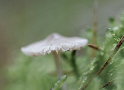 Een wandelingetje gemaakt door en langs de Soesterduinen. Diverse paddenstoelen gezien waaronder deze Helmmycena.