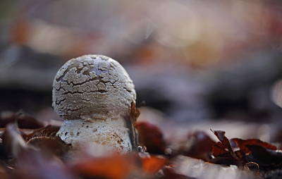 <i class='fa fa-user'></i>&nbsp;Pieter  LJ&nbsp;|  Grauwe Amaniet&nbsp; <i class='fa fa-eye'>&nbsp;66</i> &nbsp; <i class='fa fa-comment-o'>&nbsp;5</i>