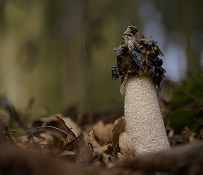 <i class='fa fa-user'></i>&nbsp;janvangastel&nbsp;|  Grote Stinkzwam&nbsp; <i class='fa fa-eye'>&nbsp;80</i> &nbsp;<i class='fa fa-thumbs-up'>&nbsp;1</i> &nbsp; <i class='fa fa-comment-o'>&nbsp;5</i>