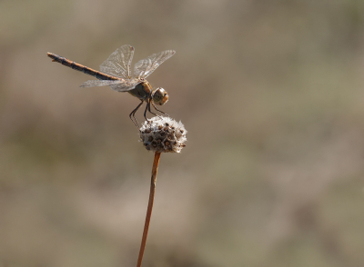 Herfst en koudere temperaturen zijn er nu, niet lang geleden vlogen er nog volop libellen. Waaronder veel Bruinrode Heidelibellen.

Deze ging er even mooi voor zitten, met een passende achtergrond.

Ook nu op enkele meters afstand, ingezoomd tot 500mm.

Uit de hand.