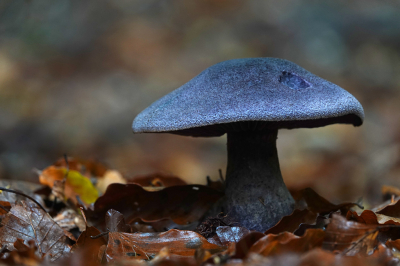 <i class='fa fa-user'></i>&nbsp;nelappelmelk&nbsp;|  Violette Gordijnzwam&nbsp; <i class='fa fa-eye'>&nbsp;89</i> &nbsp;<i class='fa fa-thumbs-up'>&nbsp;1</i> &nbsp; <i class='fa fa-comment-o'>&nbsp;6</i>