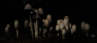 <i class='fa fa-user'></i>&nbsp;hesterb&nbsp;|  Geschubde Inktzwam&nbsp; <i class='fa fa-eye'>&nbsp;119</i> &nbsp;<i class='fa fa-thumbs-up'>&nbsp;2</i> &nbsp; <i class='fa fa-comment-o'>&nbsp;9</i>