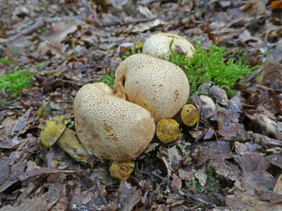 Tijdens een week vakantie in Drenthe heb ik veel paddenstoelen gevonden, waaronder deze Kostgangerboleet. Veel aardappelbovisten daar hadden te maken met deze parasiet. Ik maakte de foto zittend op de grond, wat me overigens ook een teek in de arm opleverde.