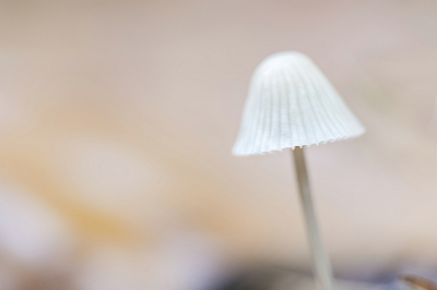 <i class='fa fa-user'></i>&nbsp;kiran&nbsp;|  Helmmycena&nbsp; <i class='fa fa-eye'>&nbsp;55</i> &nbsp;<i class='fa fa-thumbs-up'>&nbsp;1</i> &nbsp; <i class='fa fa-comment-o'>&nbsp;4</i>