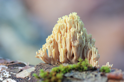 <i class='fa fa-user'></i>&nbsp;Paul Vandebroek&nbsp;|  Rechte Koraalzwam&nbsp; <i class='fa fa-eye'>&nbsp;70</i> &nbsp;<i class='fa fa-thumbs-up'>&nbsp;6</i> &nbsp; <i class='fa fa-comment-o'>&nbsp;5</i>