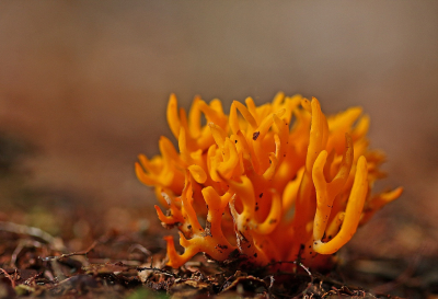 <i class='fa fa-user'></i>&nbsp;Cor&nbsp;|  Kleverig Koraalzwammetje&nbsp; <i class='fa fa-eye'>&nbsp;91</i> &nbsp;<i class='fa fa-thumbs-up'>&nbsp;10</i> &nbsp; <i class='fa fa-comment-o'>&nbsp;13</i>