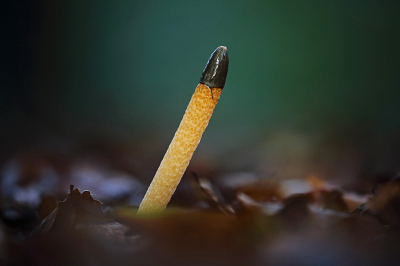 <i class='fa fa-user'></i>&nbsp;Pieter  LJ&nbsp;|  Kleine Stinkzwam&nbsp; <i class='fa fa-eye'>&nbsp;88</i> &nbsp;<i class='fa fa-thumbs-up'>&nbsp;3</i> &nbsp; <i class='fa fa-comment-o'>&nbsp;5</i>