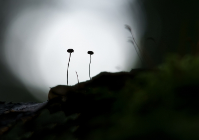 <i class='fa fa-user'></i>&nbsp;Jurgen Maassen&nbsp;|  Paardenhaartaailing&nbsp; <i class='fa fa-eye'>&nbsp;74</i> &nbsp;<i class='fa fa-thumbs-up'>&nbsp;4</i> &nbsp; <i class='fa fa-comment-o'>&nbsp;5</i>