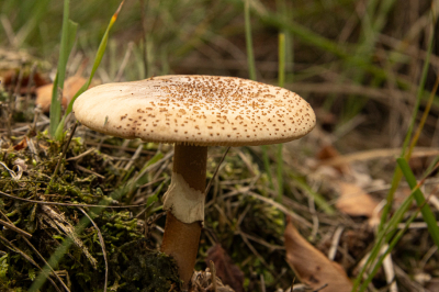 <i class='fa fa-user'></i>&nbsp;Jaap Blom&nbsp;|  Parelamaniet&nbsp; <i class='fa fa-eye'>&nbsp;48</i> &nbsp; <i class='fa fa-comment-o'>&nbsp;2</i>