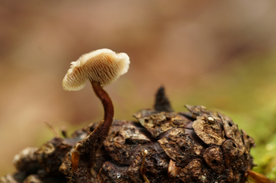 <i class='fa fa-user'></i>&nbsp;Jelle Bakker&nbsp;|  Oorlepelzwam&nbsp; <i class='fa fa-eye'>&nbsp;58</i> &nbsp;<i class='fa fa-thumbs-up'>&nbsp;1</i> &nbsp; <i class='fa fa-comment-o'>&nbsp;3</i>