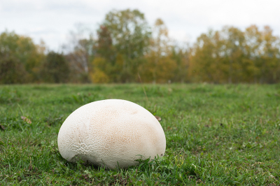 <i class='fa fa-user'></i>&nbsp;Jan Luit&nbsp;|  Reuzenbovist&nbsp; <i class='fa fa-eye'>&nbsp;80</i> &nbsp; <i class='fa fa-comment-o'>&nbsp;9</i>