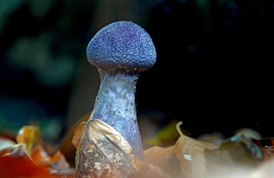 <i class='fa fa-user'></i>&nbsp;nelappelmelk&nbsp;|  Violette Gordijnzwam&nbsp; <i class='fa fa-eye'>&nbsp;95</i> &nbsp; <i class='fa fa-comment-o'>&nbsp;4</i>