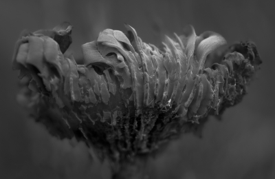 <i class='fa fa-user'></i>&nbsp;ErnovanDoorn&nbsp;|  Schubbige Fopzwam&nbsp; <i class='fa fa-eye'>&nbsp;80</i> &nbsp; <i class='fa fa-comment-o'>&nbsp;8</i>