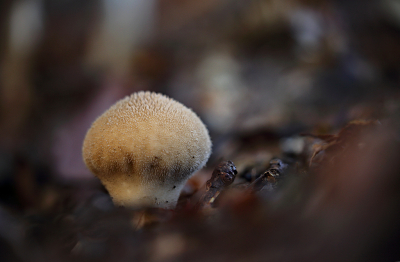 <i class='fa fa-user'></i>&nbsp;Pieter  LJ&nbsp;|  Plooivoetstuifzwam&nbsp; <i class='fa fa-eye'>&nbsp;73</i> &nbsp;<i class='fa fa-thumbs-up'>&nbsp;5</i> &nbsp; <i class='fa fa-comment-o'>&nbsp;5</i>