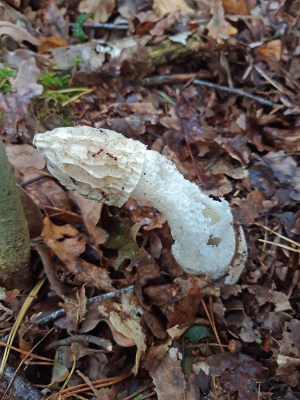 <i class='fa fa-user'></i>&nbsp;Niek Oele&nbsp;|  Grote stinkzwam&nbsp; <i class='fa fa-eye'>&nbsp;57</i> &nbsp; <i class='fa fa-comment-o'>&nbsp;2</i>