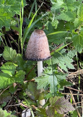 <i class='fa fa-user'></i>&nbsp;HenK5&nbsp;|  Geschubde Inktzwam&nbsp; <i class='fa fa-eye'>&nbsp;62</i> &nbsp;<i class='fa fa-thumbs-up'>&nbsp;1</i> &nbsp; <i class='fa fa-comment-o'>&nbsp;7</i>