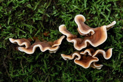 <i class='fa fa-user'></i>&nbsp;Johan van Gurp&nbsp;|  Waaierkorstzwam&nbsp; <i class='fa fa-eye'>&nbsp;50</i> &nbsp;<i class='fa fa-thumbs-up'>&nbsp;1</i> &nbsp; <i class='fa fa-comment-o'>&nbsp;4</i>