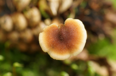 <i class='fa fa-user'></i>&nbsp;Jelle Bakker&nbsp;|  Oorlepelzwam&nbsp; <i class='fa fa-eye'>&nbsp;50</i> &nbsp; <i class='fa fa-comment-o'>&nbsp;4</i>