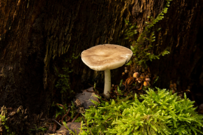 <i class='fa fa-user'></i>&nbsp;Jaap Blom&nbsp;|  Grauwgroene Hertenzwam&nbsp; <i class='fa fa-eye'>&nbsp;49</i> &nbsp;<i class='fa fa-thumbs-up'>&nbsp;1</i> &nbsp; <i class='fa fa-comment-o'>&nbsp;2</i>