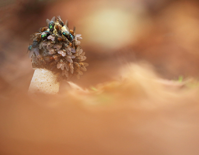 <i class='fa fa-user'></i>&nbsp;Pieter  LJ&nbsp;|  Grote Stinkzwam&nbsp; <i class='fa fa-eye'>&nbsp;109</i> &nbsp;<i class='fa fa-thumbs-up'>&nbsp;10</i> &nbsp; <i class='fa fa-comment-o'>&nbsp;10</i>