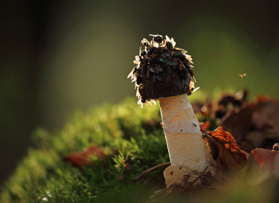 <i class='fa fa-user'></i>&nbsp;Pieter  LJ&nbsp;|  Grote Stinkzwam&nbsp; <i class='fa fa-eye'>&nbsp;86</i> &nbsp;<i class='fa fa-thumbs-up'>&nbsp;1</i> &nbsp; <i class='fa fa-comment-o'>&nbsp;4</i>