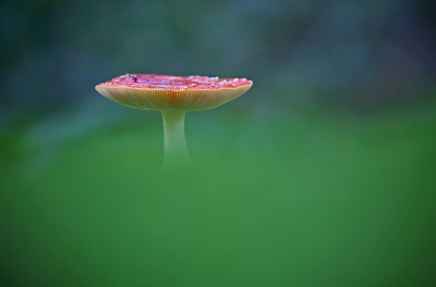 <i class='fa fa-user'></i>&nbsp;Pieter  LJ&nbsp;|  Vliegenzwam&nbsp; <i class='fa fa-eye'>&nbsp;77</i> &nbsp;<i class='fa fa-thumbs-up'>&nbsp;1</i> &nbsp; <i class='fa fa-comment-o'>&nbsp;5</i>