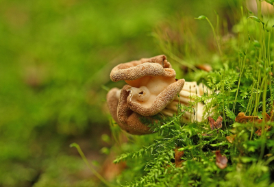 <i class='fa fa-user'></i>&nbsp;Cor&nbsp;|  Witte Kluifzwam&nbsp; <i class='fa fa-eye'>&nbsp;72</i> &nbsp;<i class='fa fa-thumbs-up'>&nbsp;8</i> &nbsp; <i class='fa fa-comment-o'>&nbsp;7</i>