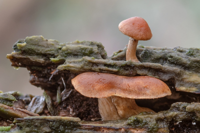 <i class='fa fa-user'></i>&nbsp;Johan van Gurp&nbsp;|  Dennenvlamhoed&nbsp; <i class='fa fa-eye'>&nbsp;61</i> &nbsp;<i class='fa fa-thumbs-up'>&nbsp;3</i> &nbsp; <i class='fa fa-comment-o'>&nbsp;9</i>