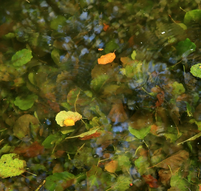 <i class='fa fa-user'></i> Tineke Strijbosch | Herfst in het water  <i class='fa fa-eye'> 65</i>  <i class='fa fa-thumbs-up'> 2</i>   <i class='fa fa-comment-o'> 5</i>