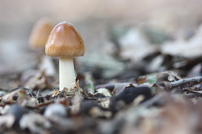 <i class='fa fa-user'></i>&nbsp;Paul Vandebroek&nbsp;|  Roodbruine Slanke Amaniet&nbsp; <i class='fa fa-eye'>&nbsp;67</i> &nbsp;<i class='fa fa-thumbs-up'>&nbsp;2</i> &nbsp; <i class='fa fa-comment-o'>&nbsp;6</i>