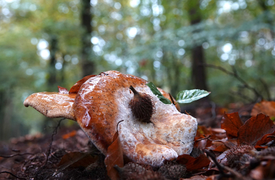 <i class='fa fa-user'></i>&nbsp;nelappelmelk&nbsp;|  Gewone Krulzoom&nbsp; <i class='fa fa-eye'>&nbsp;77</i> &nbsp;<i class='fa fa-thumbs-up'>&nbsp;1</i> &nbsp; <i class='fa fa-comment-o'>&nbsp;6</i>