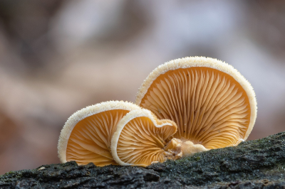 <i class='fa fa-user'></i>&nbsp;Johan van Gurp&nbsp;|  Oranje Oesterzwam&nbsp; <i class='fa fa-eye'>&nbsp;71</i> &nbsp;<i class='fa fa-thumbs-up'>&nbsp;5</i> &nbsp; <i class='fa fa-comment-o'>&nbsp;7</i>