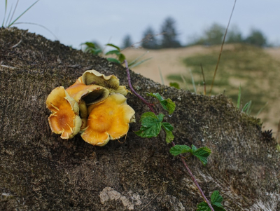 <i class='fa fa-user'></i>&nbsp;hesterb&nbsp;|  Dennenvlamhoed&nbsp; <i class='fa fa-eye'>&nbsp;83</i> &nbsp;<i class='fa fa-thumbs-up'>&nbsp;1</i> &nbsp; <i class='fa fa-comment-o'>&nbsp;12</i>