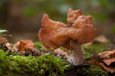 <i class='fa fa-user'></i>&nbsp;Adri Gr Nuelend&nbsp;|  Bisschopsmuts&nbsp; <i class='fa fa-eye'>&nbsp;80</i> &nbsp;<i class='fa fa-thumbs-up'>&nbsp;1</i> &nbsp; <i class='fa fa-comment-o'>&nbsp;5</i>