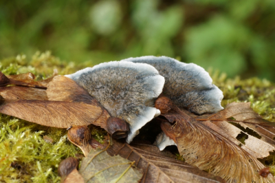 <i class='fa fa-user'></i>&nbsp;Jelle Bakker&nbsp;|  Blauwe Kaaszwam&nbsp; <i class='fa fa-eye'>&nbsp;69</i> &nbsp; <i class='fa fa-comment-o'>&nbsp;3</i>