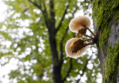 <i class='fa fa-user'></i>&nbsp;David&nbsp;|  Porseleinzwam&nbsp; <i class='fa fa-eye'>&nbsp;49</i> &nbsp;<i class='fa fa-thumbs-up'>&nbsp;1</i> &nbsp; <i class='fa fa-comment-o'>&nbsp;2</i>