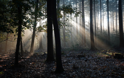 <i class='fa fa-user'></i> nelappelmelk | Zon in het bos  <i class='fa fa-eye'> 65</i>  <i class='fa fa-thumbs-up'> 7</i>   <i class='fa fa-comment-o'> 7</i>
