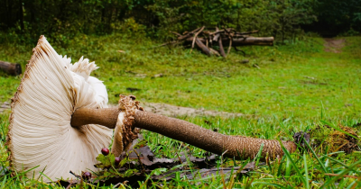 <i class='fa fa-user'></i>&nbsp;hesterb&nbsp;|  Grote Parasolzwam&nbsp; <i class='fa fa-eye'>&nbsp;66</i> &nbsp;<i class='fa fa-thumbs-up'>&nbsp;1</i> &nbsp; <i class='fa fa-comment-o'>&nbsp;6</i>