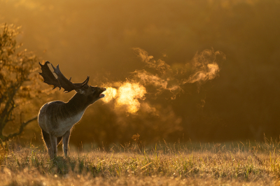 Dama dama / Damhert / Fallow Deer