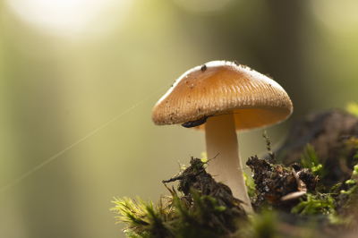 <i class='fa fa-user'></i>&nbsp;ErnovanDoorn&nbsp;|  Roodbruine Slanke Amaniet&nbsp; <i class='fa fa-eye'>&nbsp;68</i> &nbsp;<i class='fa fa-thumbs-up'>&nbsp;1</i> &nbsp; <i class='fa fa-comment-o'>&nbsp;9</i>