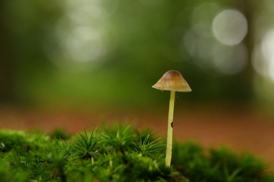 <i class='fa fa-user'></i>&nbsp;mauritskoenen48&nbsp;|  Melksteelmycena&nbsp; <i class='fa fa-eye'>&nbsp;61</i> &nbsp; <i class='fa fa-comment-o'>&nbsp;3</i>