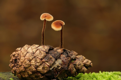 Op zoek geweest naar deze leuke zwammetjes. Diverse exemplaren gevonden. Dennenappel om boomstronk gelegd en bruine achtergrond gezocht.