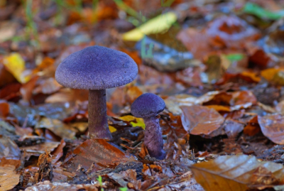 <i class='fa fa-user'></i>&nbsp;Jelle Bakker&nbsp;|  Violette Gordijnzwam&nbsp; <i class='fa fa-eye'>&nbsp;88</i> &nbsp;<i class='fa fa-thumbs-up'>&nbsp;1</i> &nbsp; <i class='fa fa-comment-o'>&nbsp;5</i>