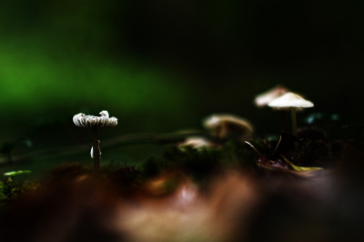 <i class='fa fa-user'></i>&nbsp;hesterb&nbsp;|  Duinmostrechtertje&nbsp; <i class='fa fa-eye'>&nbsp;77</i> &nbsp; <i class='fa fa-comment-o'>&nbsp;6</i>